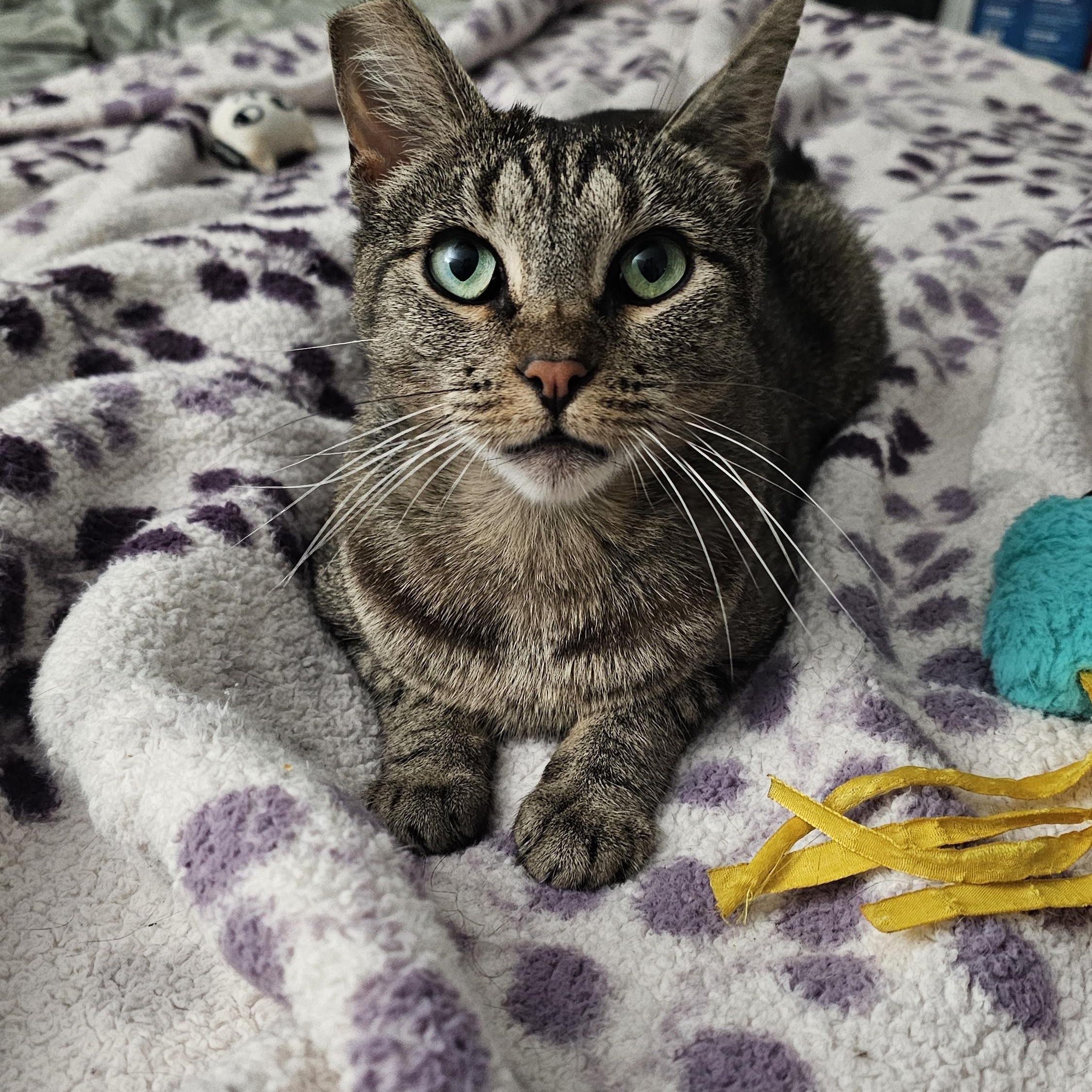 Banshee, adoptable, Adult Female Domestic Short Hair.