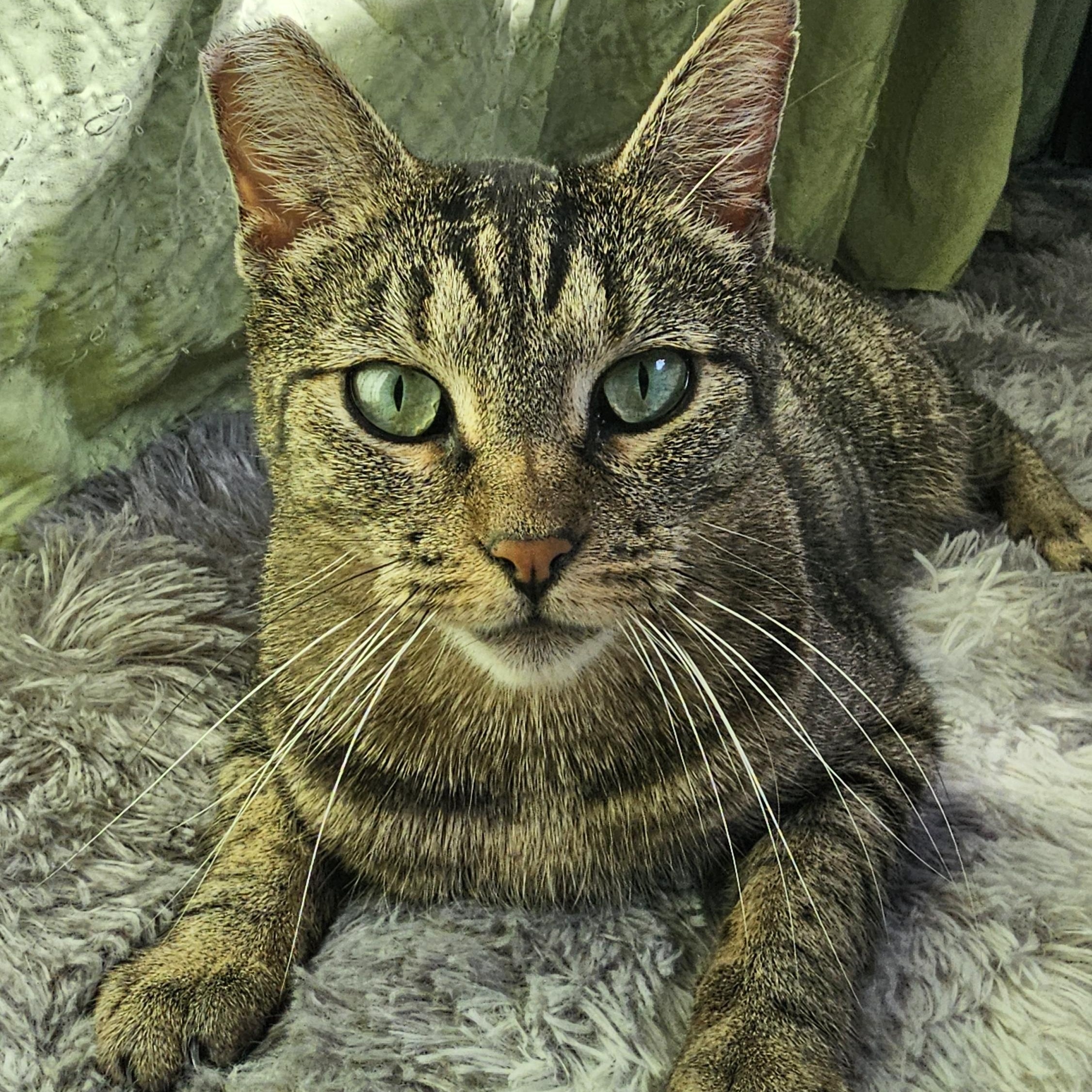 Banshee, an adoptable Domestic Short Hair in San Diego, CA image 4/5
