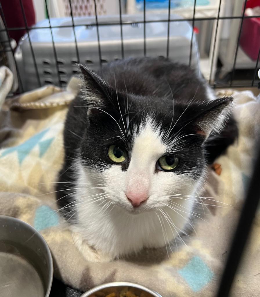 Enlarge Eva - Fee Waived, a Adoptable mixed breed in Pierceton, IN image 1/2