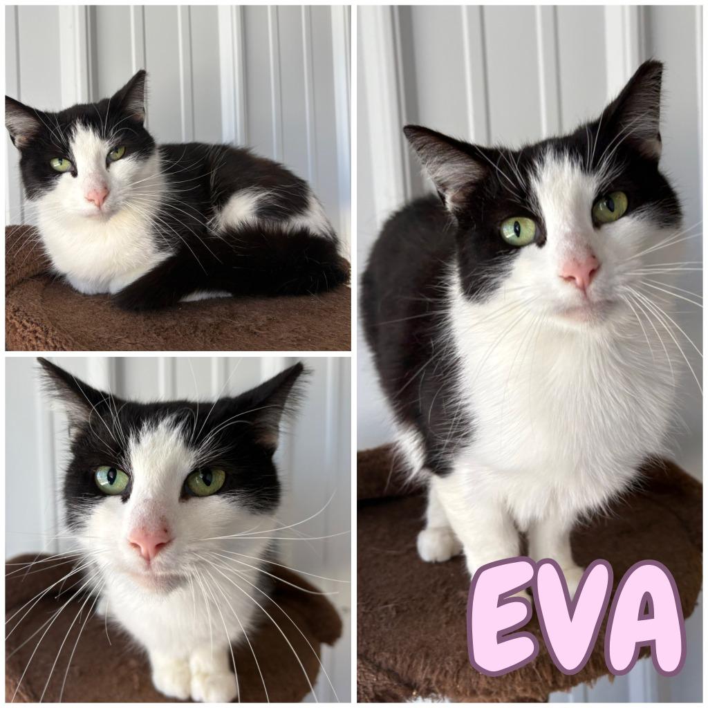 Enlarge Eva - Fee Waived, a Adoptable mixed breed in Pierceton, IN image 2/2