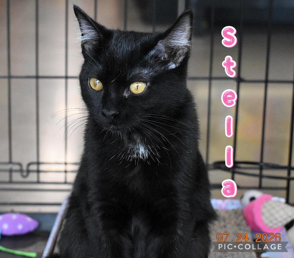 Stella, a Adoptable mixed breed in Fort Oglethorpe, GA image 1/5