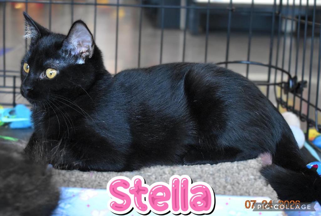 Stella, a Adoptable mixed breed in Fort Oglethorpe, GA image 2/5