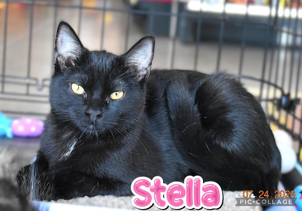 Stella, a Adoptable mixed breed in Fort Oglethorpe, GA image 3/5