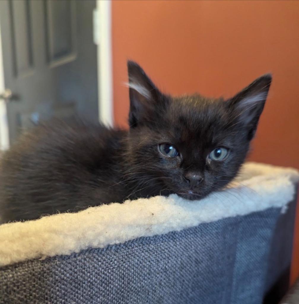 Stella, a Adoptable mixed breed in Fort Oglethorpe, GA image 4/5