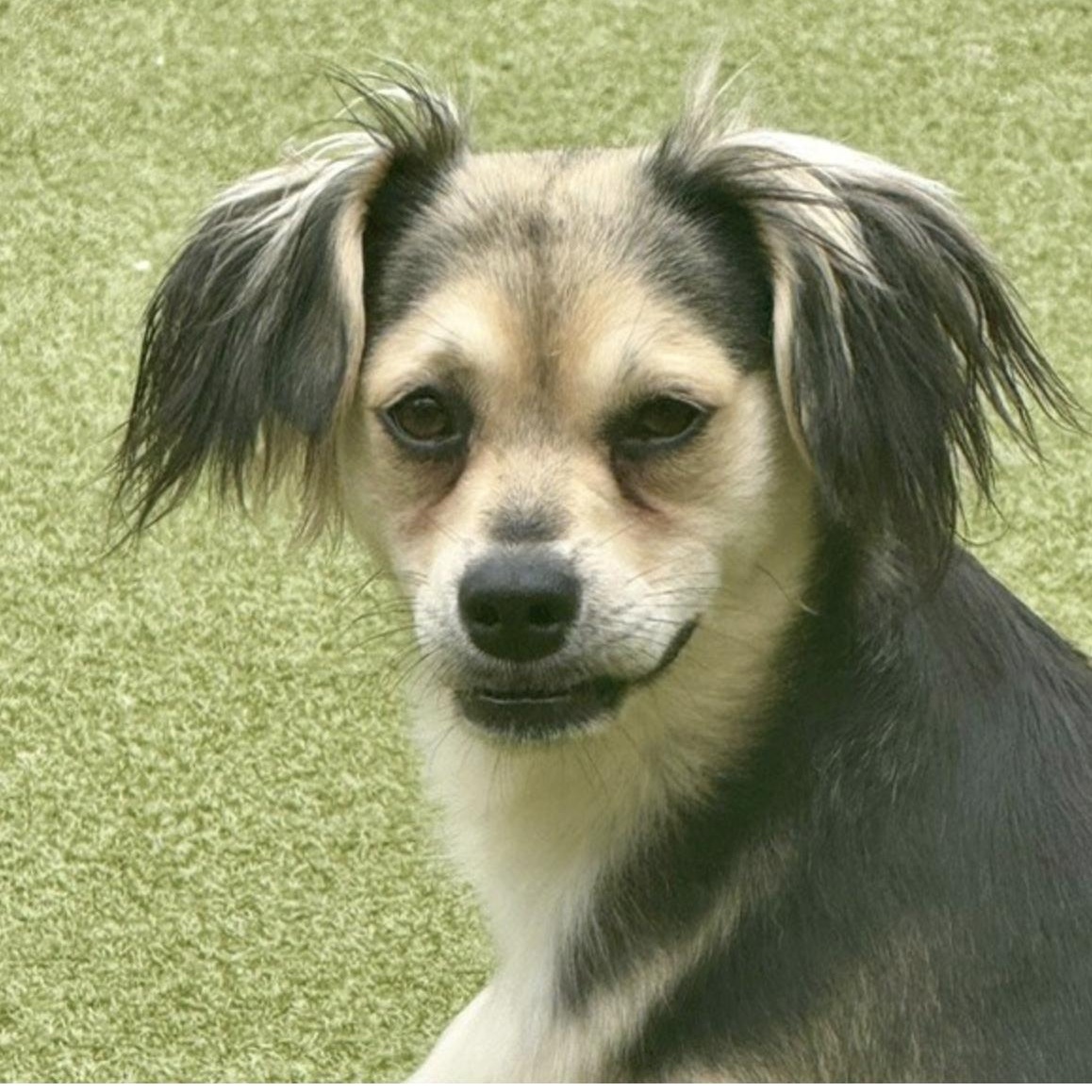 Harrow, Adoptable, Puppy Female Terrier.