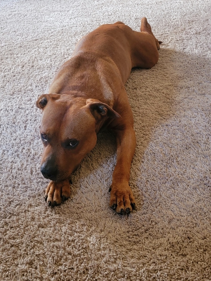 Rusty $100 toward his fee sponsored, Adoptable, Adult Male Pit Bull Terrier.