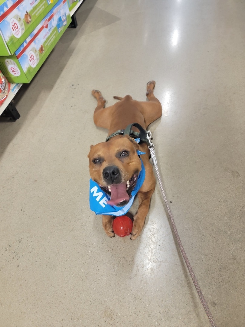 Rusty $100 toward his fee sponsored, a Adoptable Pit Bull Terrier in Mount Juliet, TN image 2/12