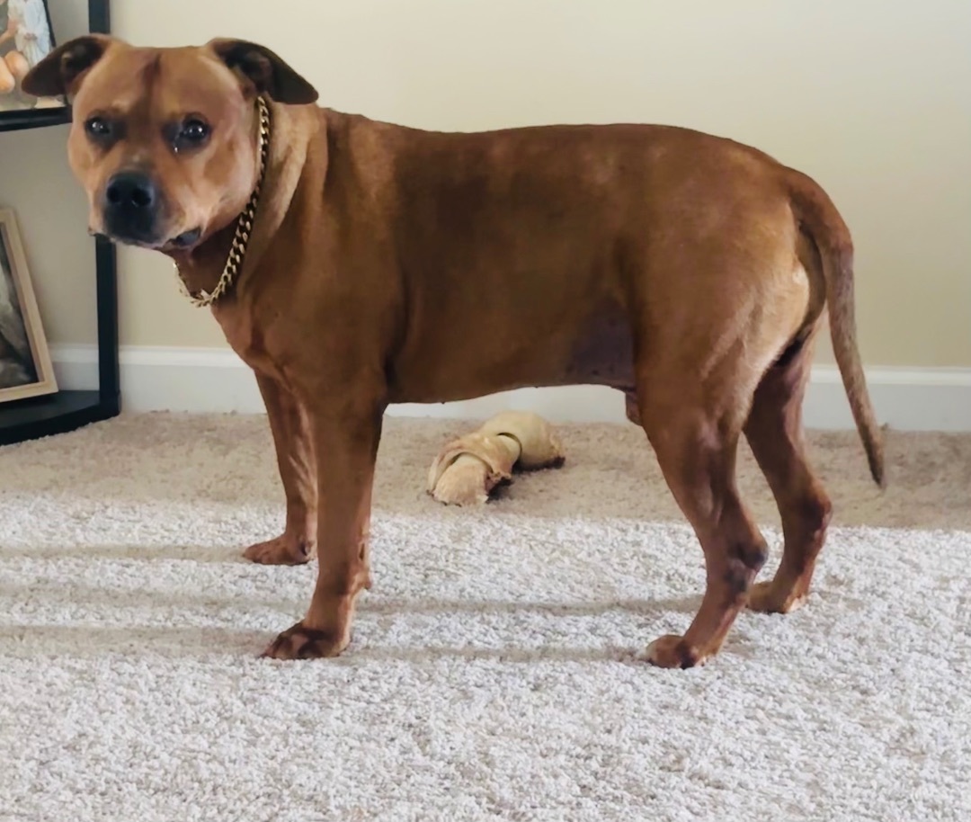 Rusty $100 toward his fee sponsored, a Adoptable Pit Bull Terrier in Mount Juliet, TN image 3/12