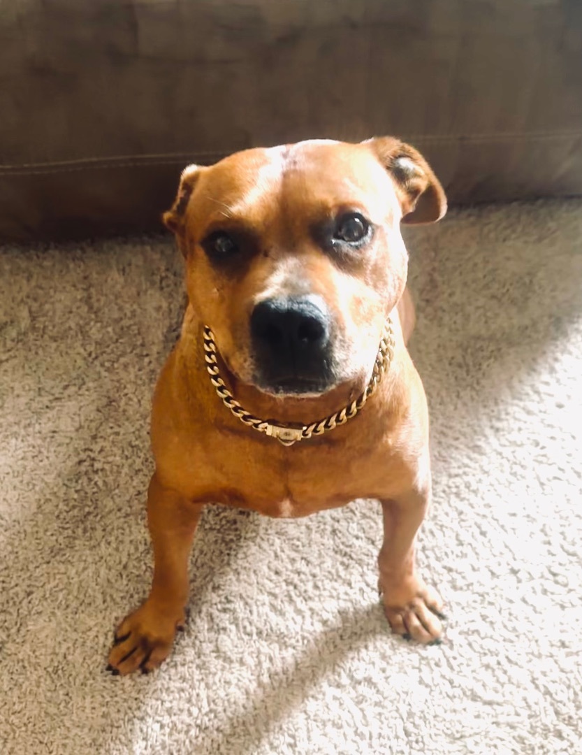 Rusty $100 toward his fee sponsored, a Adoptable Pit Bull Terrier in Mount Juliet, TN image 4/12