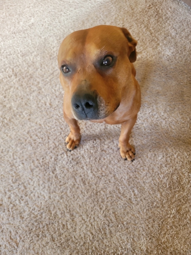 Rusty $100 toward his fee sponsored, a Adoptable Pit Bull Terrier in Mount Juliet, TN image 5/12