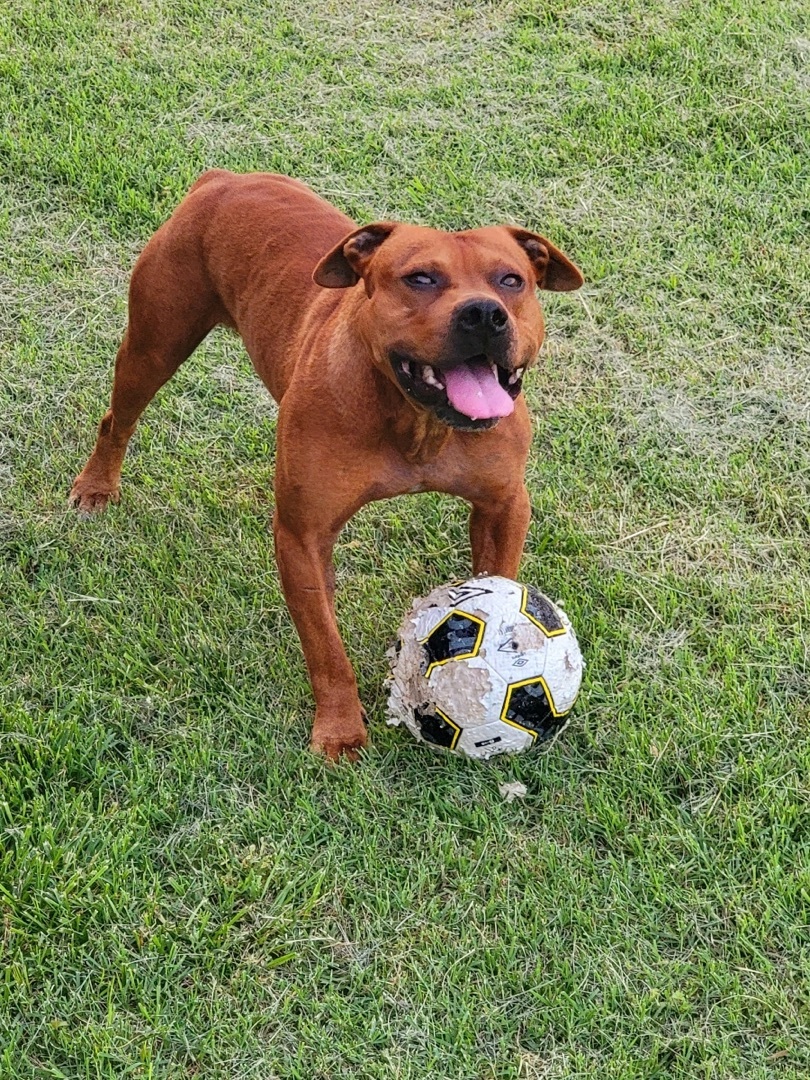 Rusty $100 toward his fee sponsored, a Adoptable Pit Bull Terrier in Mount Juliet, TN image 6/12