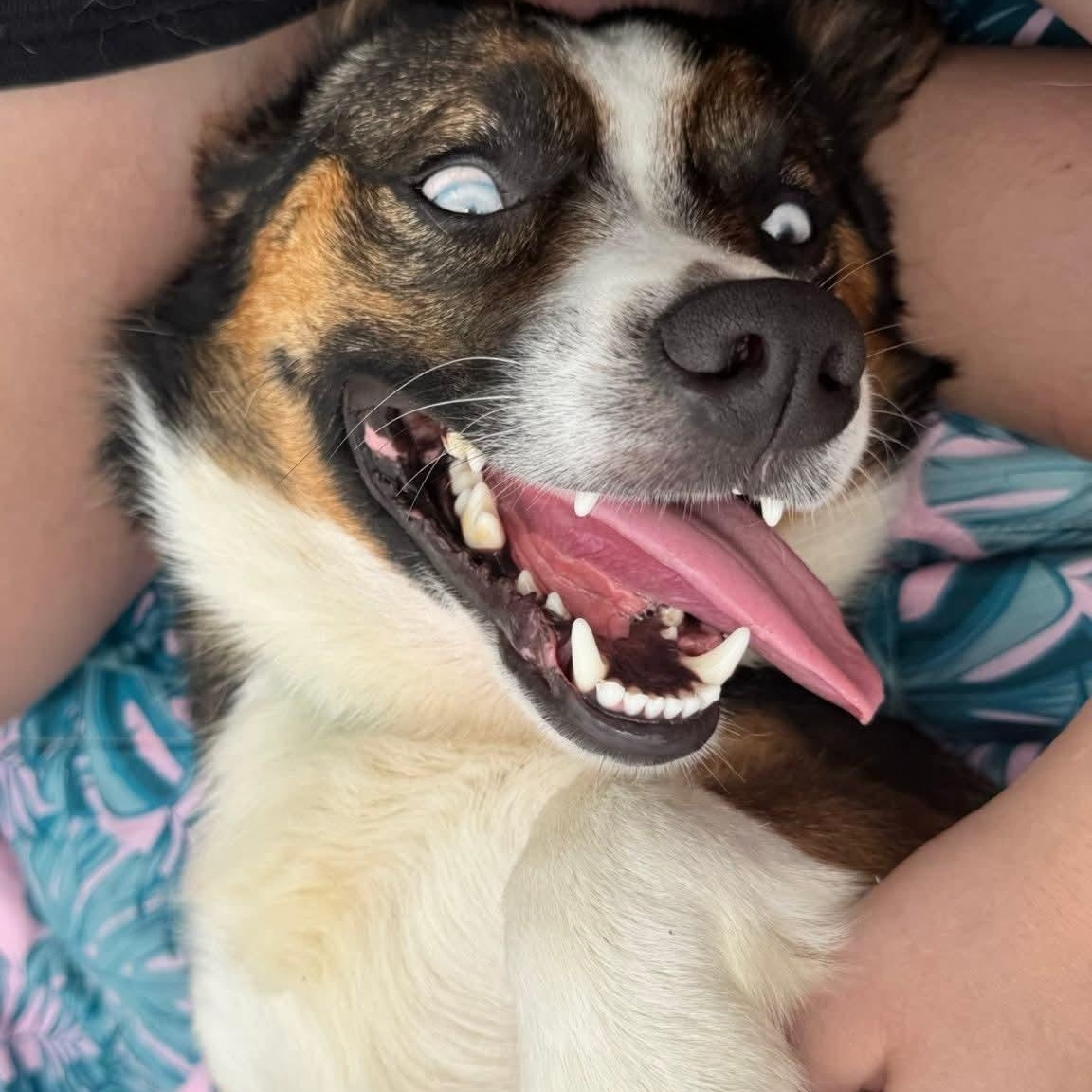 Enlarge Winston, a ADOPTABLE Corgi in Stormville, NY image 3/3