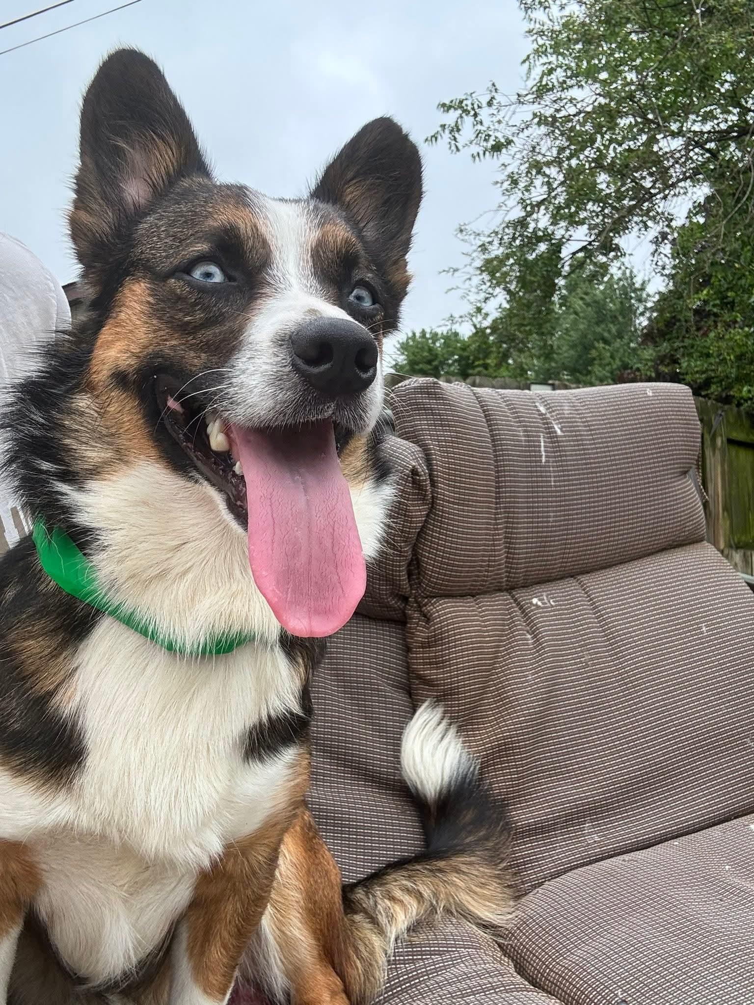 Enlarge Winston, a ADOPTABLE Corgi in Stormville, NY image 2/3