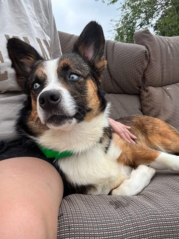 Enlarge Winston, a ADOPTABLE Corgi in Stormville, NY image 1/3