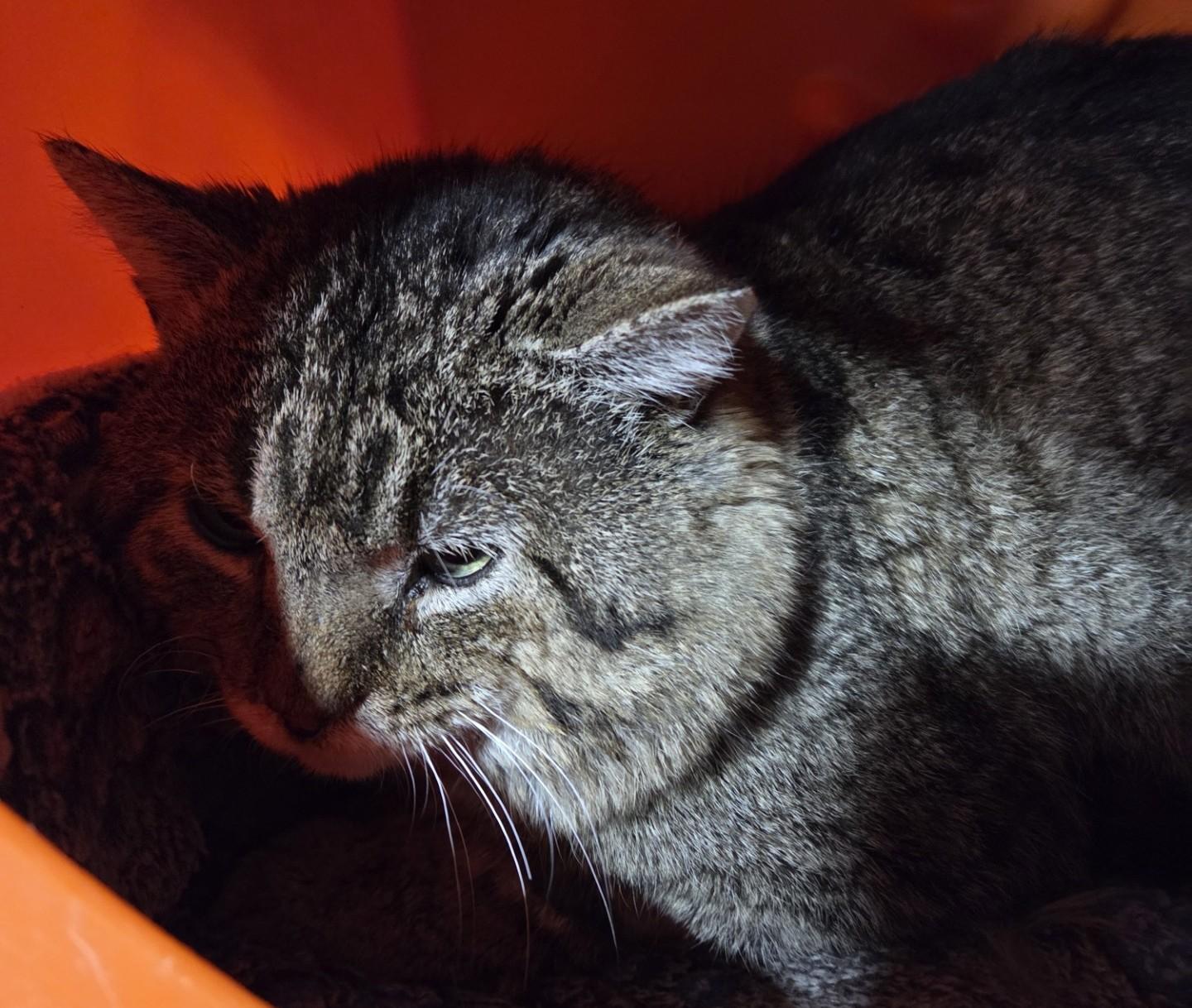 Danny Brown, adopted, Adult Male Domestic Short Hair.