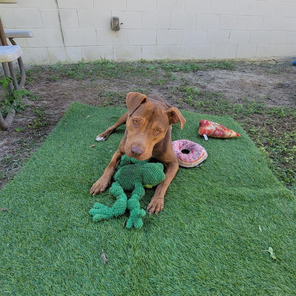 Clifford, Adoptable, Adult Male Pit Bull Terrier.
