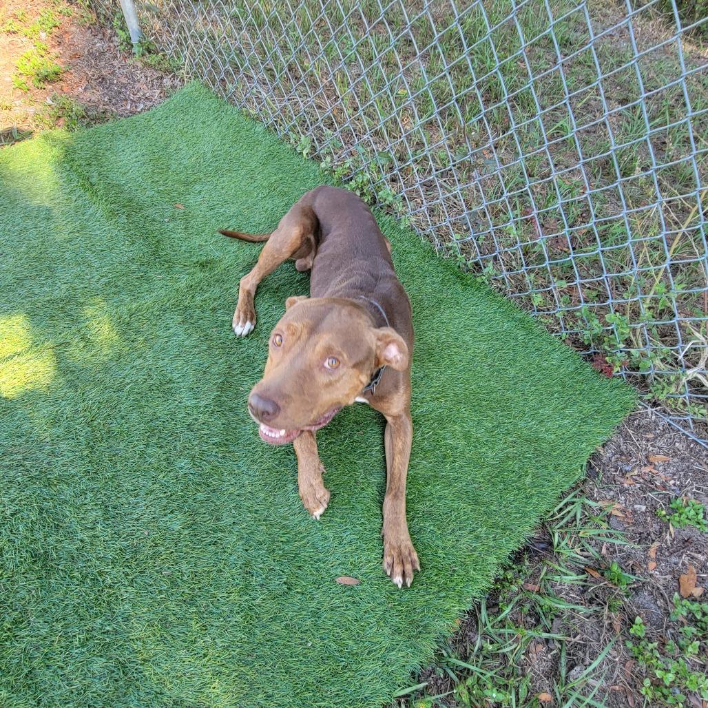 Enlarge Clifford, a Adoptable Pit Bull Terrier in Lake Panasoffkee, FL image 2/6