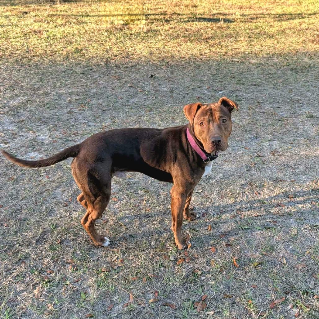 Enlarge Clifford, a Adoptable Mixed Breed in Lake Panasoffkee, FL image 2/6