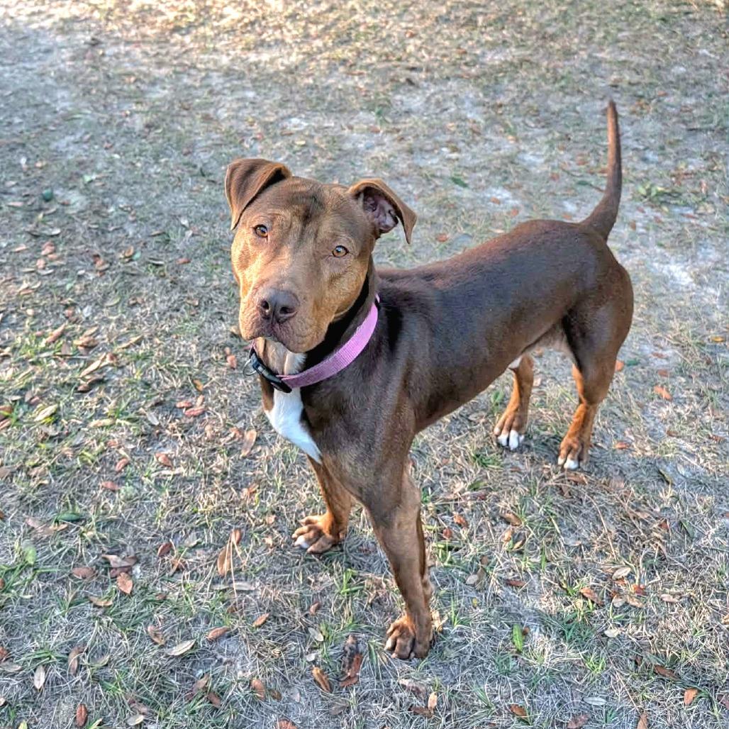 Enlarge Clifford, a Adoptable Pit Bull Terrier in Lake Panasoffkee, FL image 2/6