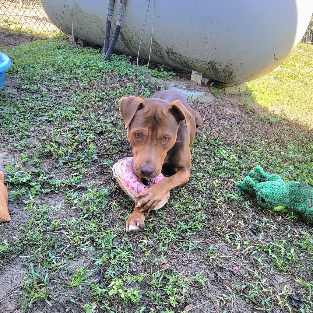 Enlarge Clifford, a Adoptable Pit Bull Terrier in Lake Panasoffkee, FL image 4/6
