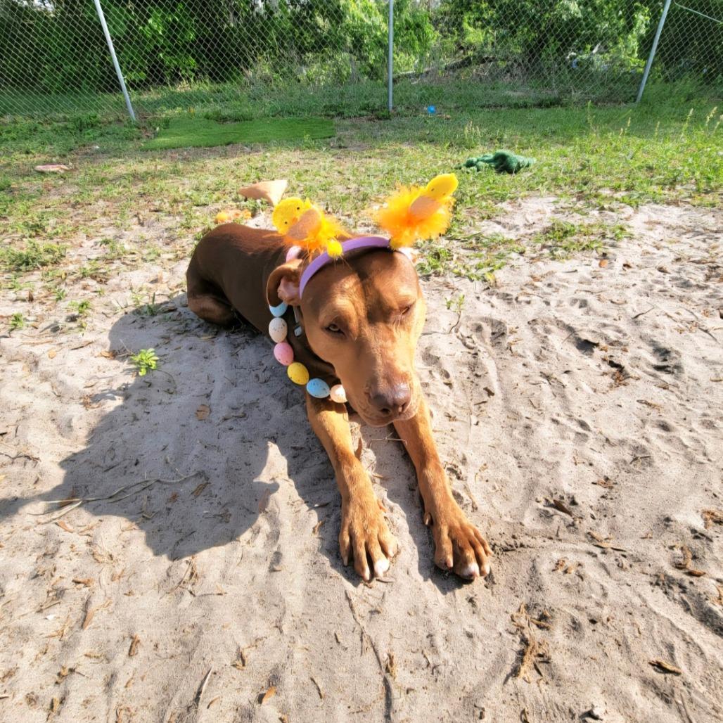 Enlarge Clifford, a Adoptable Pit Bull Terrier in Lake Panasoffkee, FL image 4/6