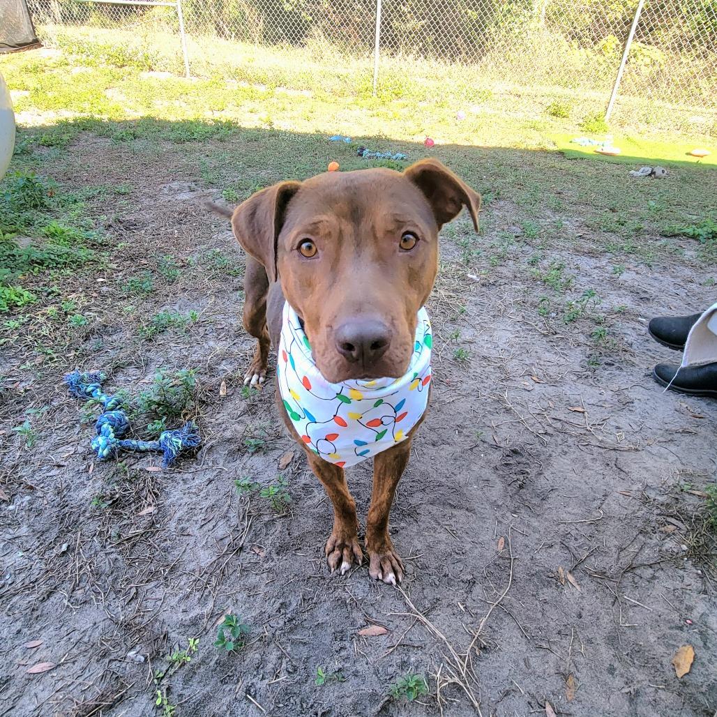 Enlarge Clifford, a Adoptable Pit Bull Terrier in Lake Panasoffkee, FL image 5/6