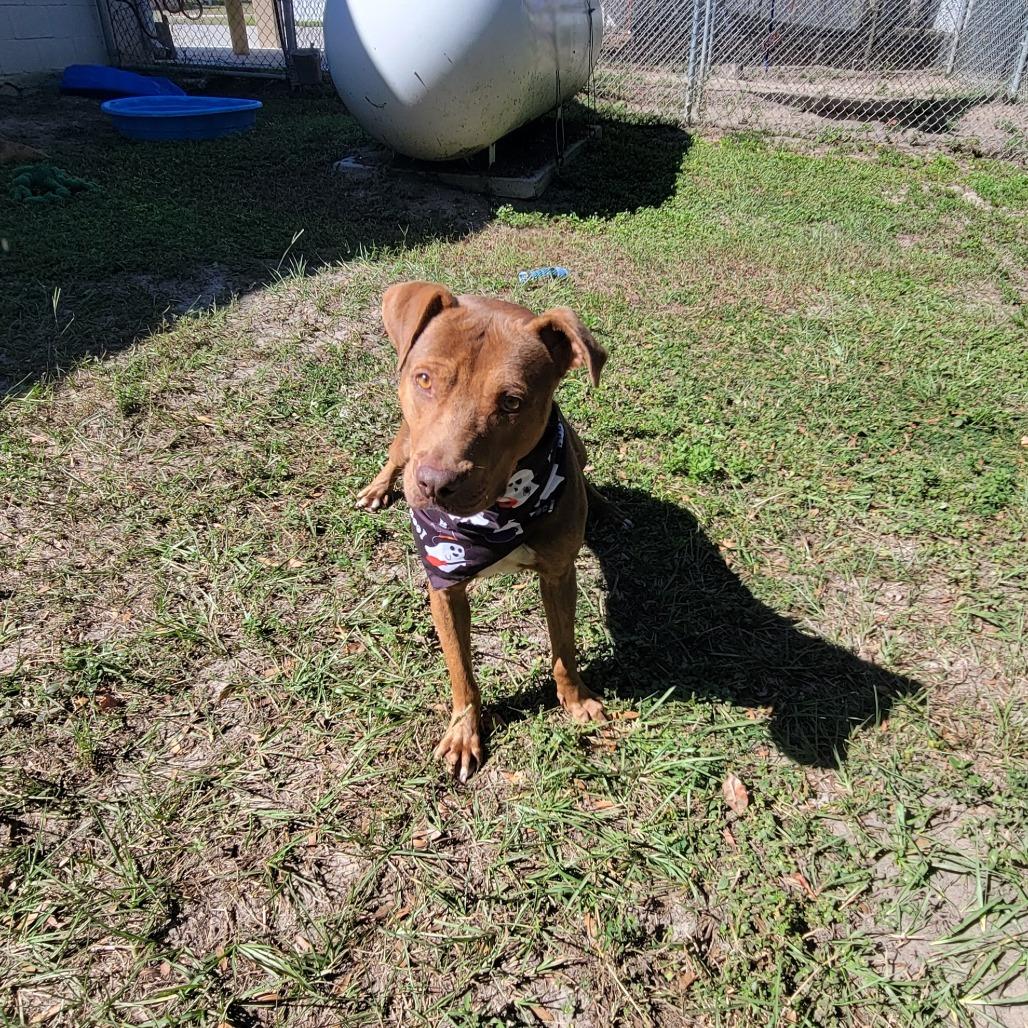 Enlarge Clifford, a Adoptable Pit Bull Terrier in Lake Panasoffkee, FL image 6/6