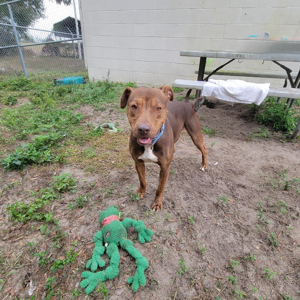 Enlarge Clifford, a Adoptable Pit Bull Terrier in Lake Panasoffkee, FL image 6/6