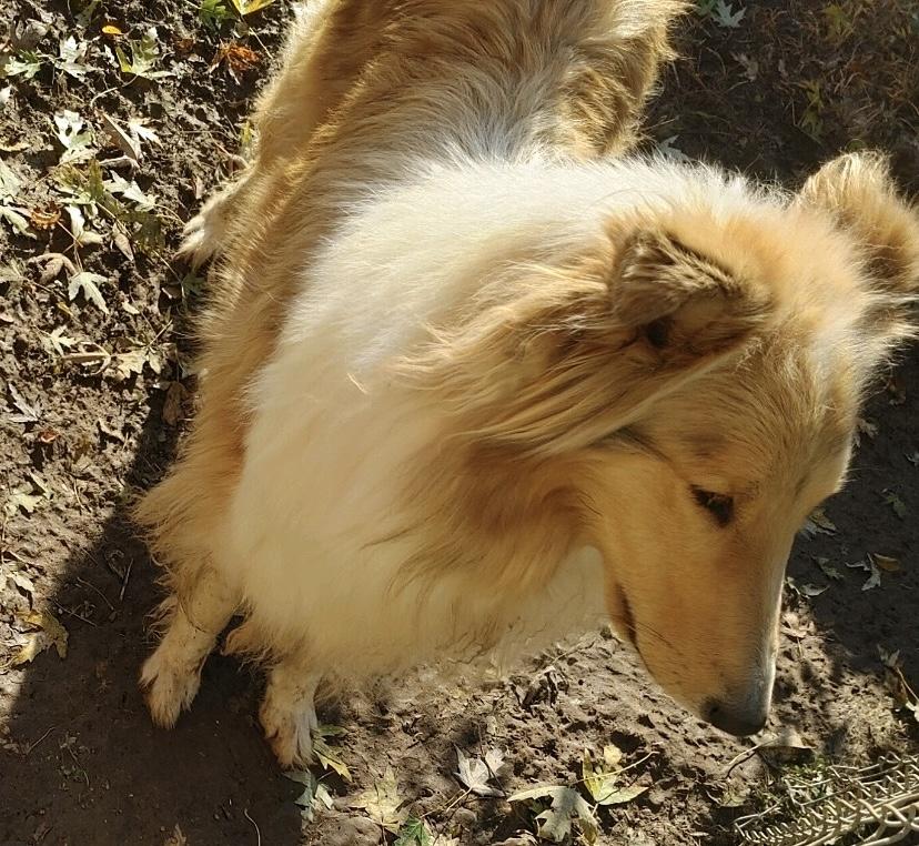 Enlarge Paisley, a Adopted Rough Collie in Elyria, OH image 2/6