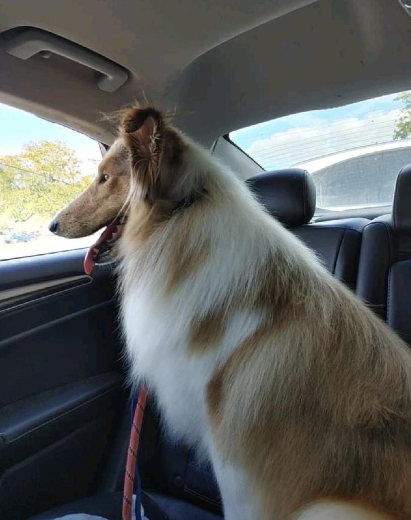 Enlarge Paisley, a Adopted Rough Collie in Elyria, OH image 5/6