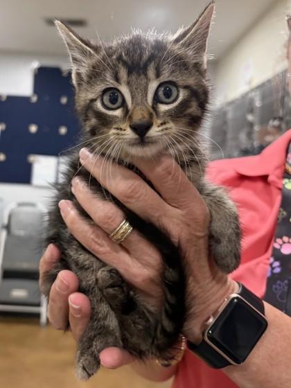Enlarge Bicep at PetSmart in Athens, GA, an adopted Domestic Short Hair in Bishop, GA image 1/1
