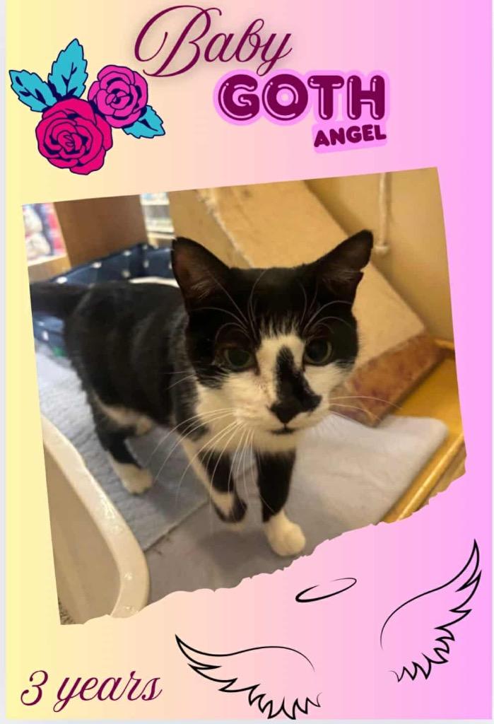 Baby Goth Angel, Adoptable, Adult Female Domestic Short Hair.