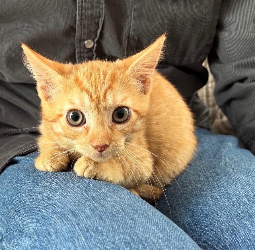 Blue (orange boy, more pics coming soon!), a Adoptable Domestic Short Hair in Kent, WA image 1/3