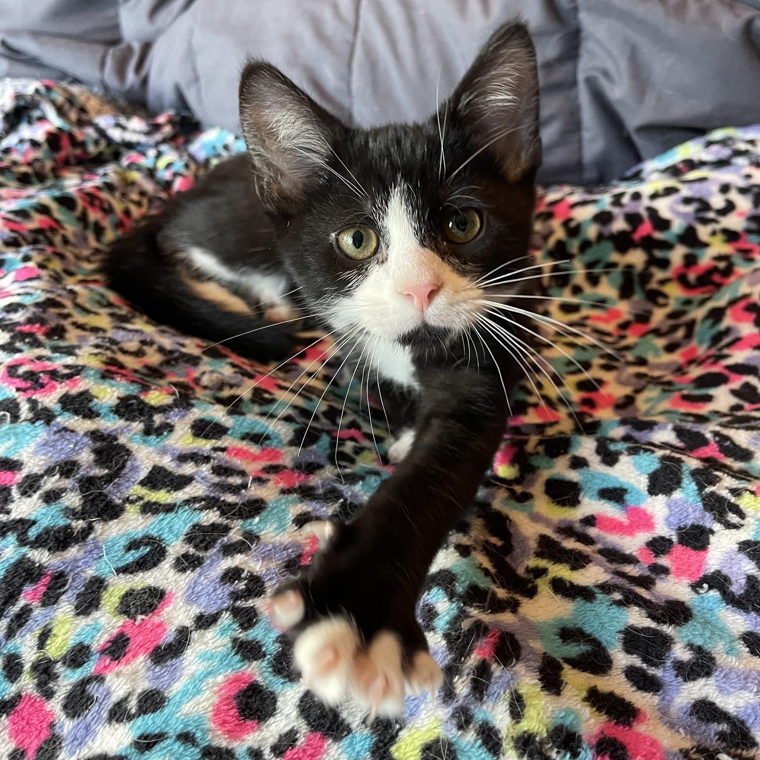 Yukon, Adoptable, Kitten Male Domestic Short Hair & Tuxedo.