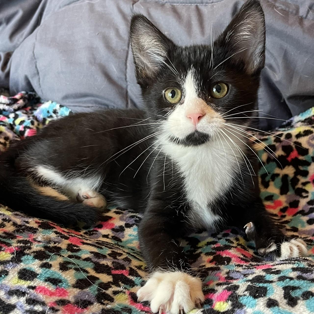 Yukon, a Adoptable mixed breed in Racine, WI image 2/6