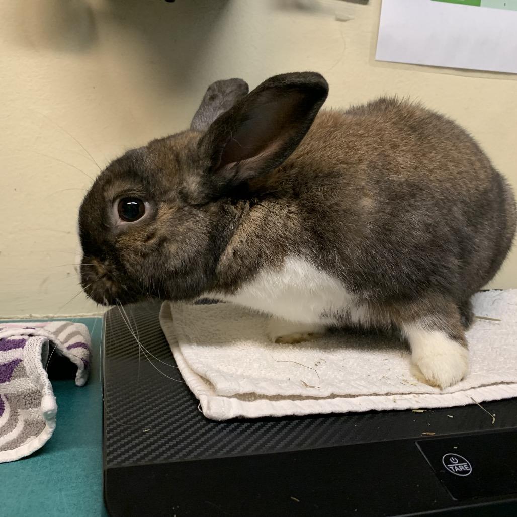 Enlarge HipHop, a Adoptable American in Pasadena, CA image 1/2