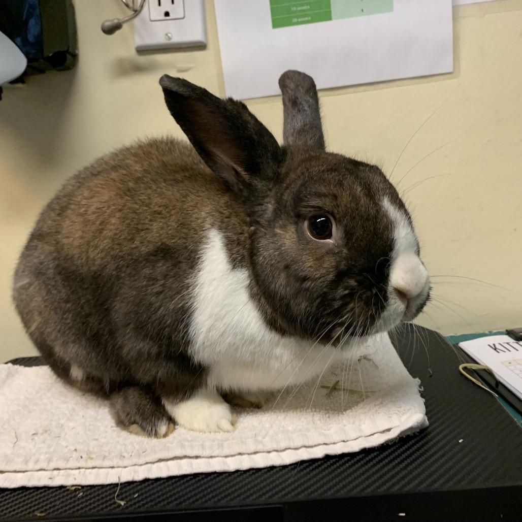 Enlarge HipHop, a Adoptable American in Pasadena, CA image 2/2