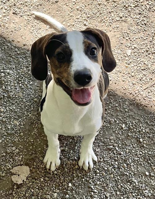 Enlarge LILY, a Adoptable mixed breed in Peoria, IL image 1/1