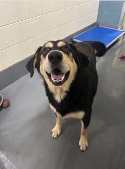 Enlarge Rebel, a ADOPTABLE mixed breed in Edgewater, NJ image 2/2