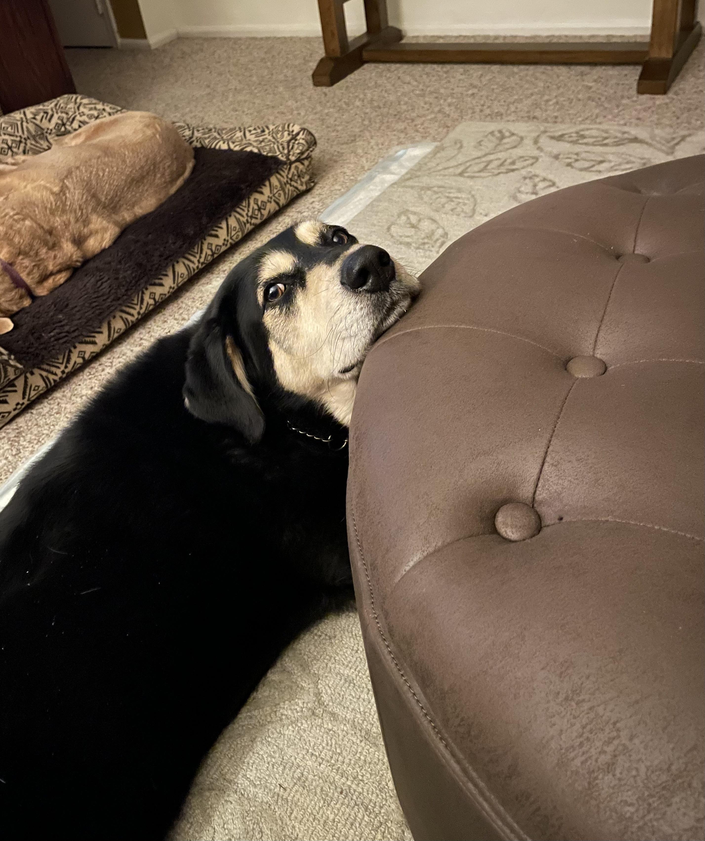 Enlarge Remy, a ADOPTABLE mixed breed in Edgewater, NJ image 3/4