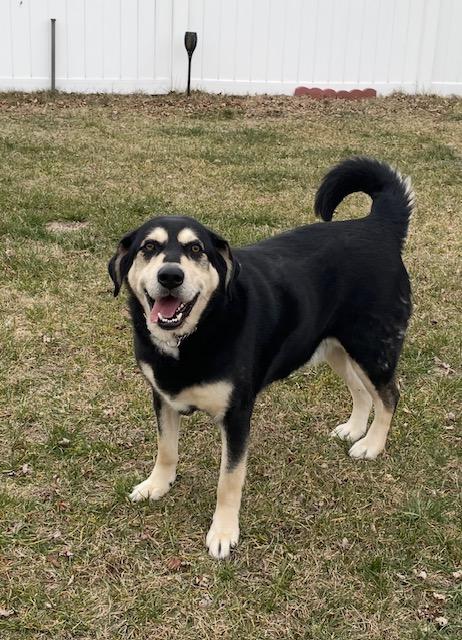 Enlarge Remy, a ADOPTABLE mixed breed in Edgewater, NJ image 3/3