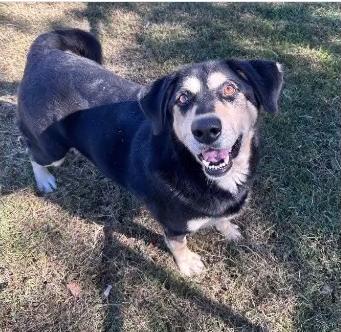 Rebel, ADOPTABLE, Adult Male Shepherd.
