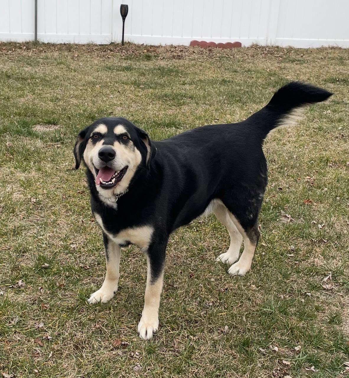 Enlarge Remy, a ADOPTABLE mixed breed in Edgewater, NJ image 1/3