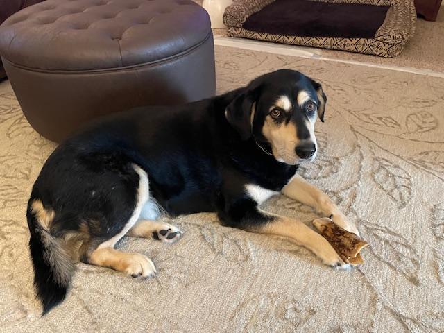 Enlarge Remy, a ADOPTABLE mixed breed in Edgewater, NJ image 2/4