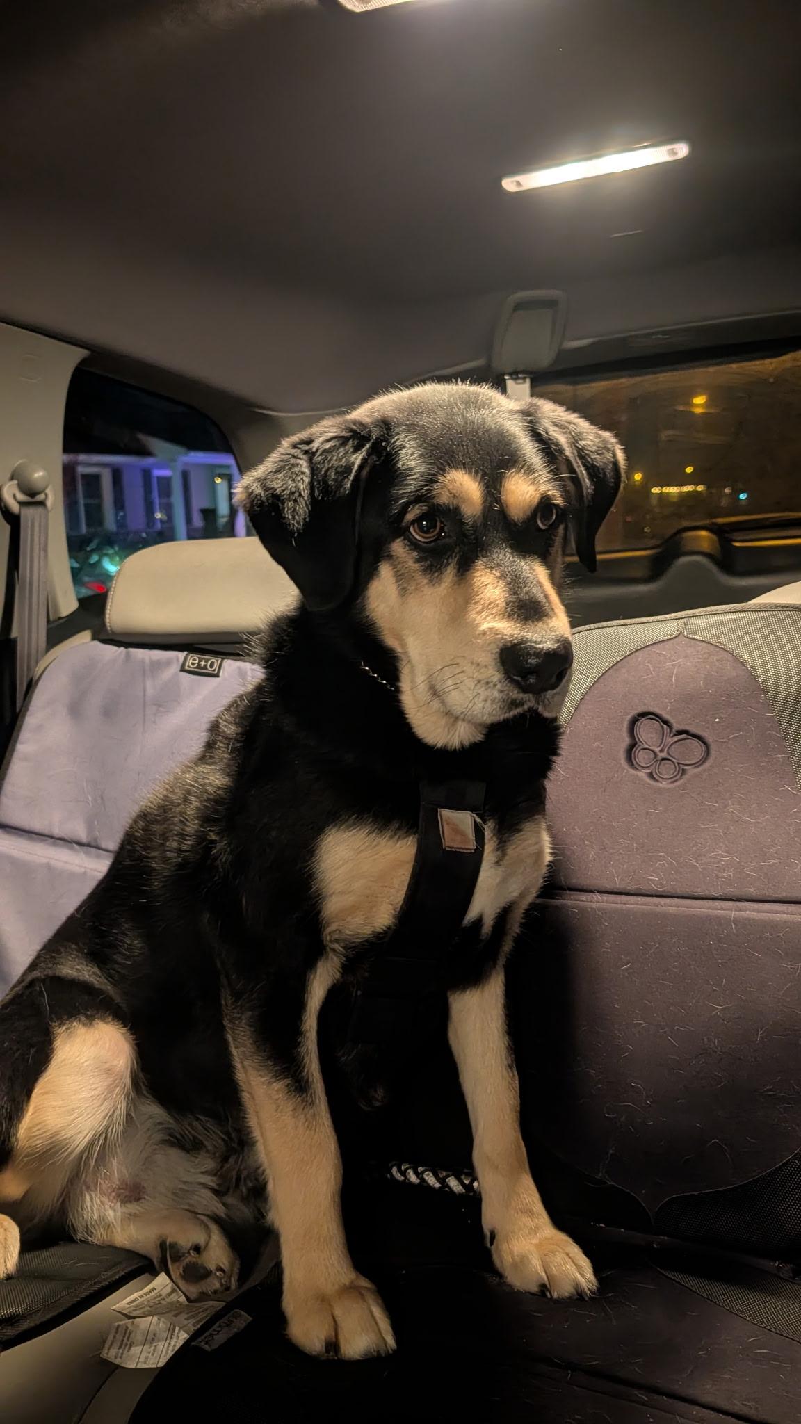 Enlarge Remy, a ADOPTABLE mixed breed in Edgewater, NJ image 2/3