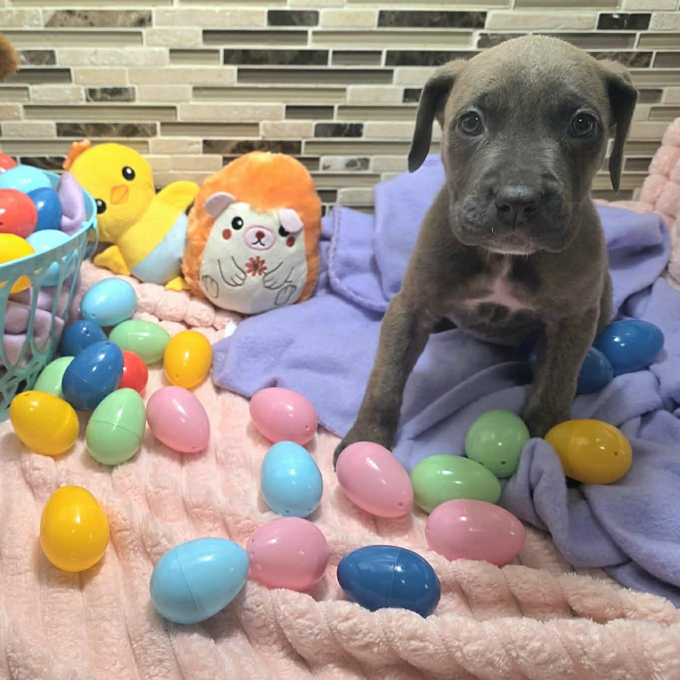 Enlarge Livia, a Adoptable mixed breed in Bryan, TX image 3/3