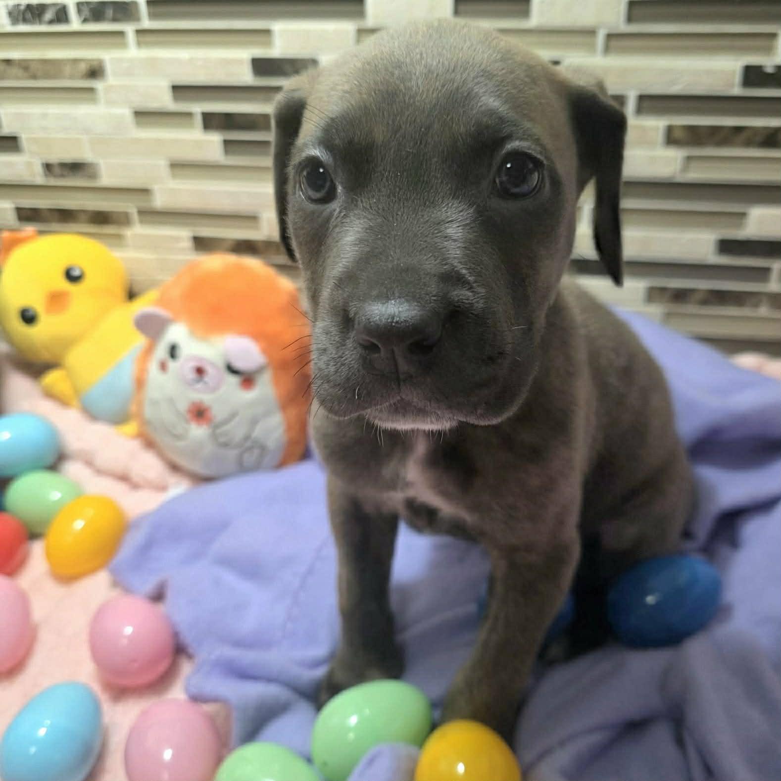 Livia, Adoptable, Puppy Female Cane Corso & Pit Bull Terrier.