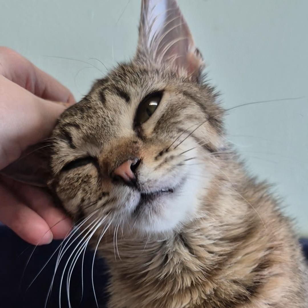 Enlarge Ellie, a ADOPTABLE Domestic Short Hair in Tioga, PA image 4/5