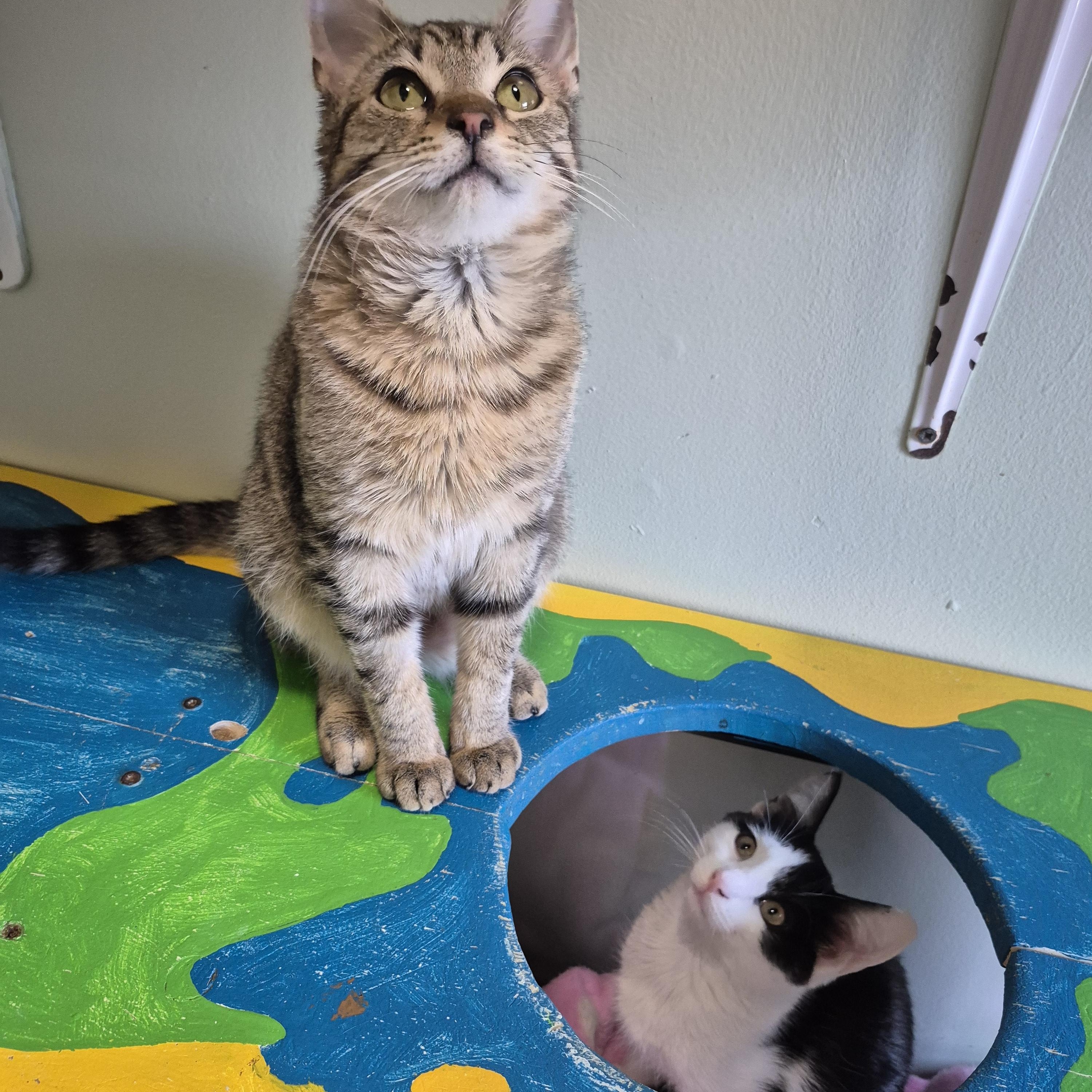 Enlarge Ellie, a ADOPTABLE Domestic Short Hair in Tioga, PA image 5/5