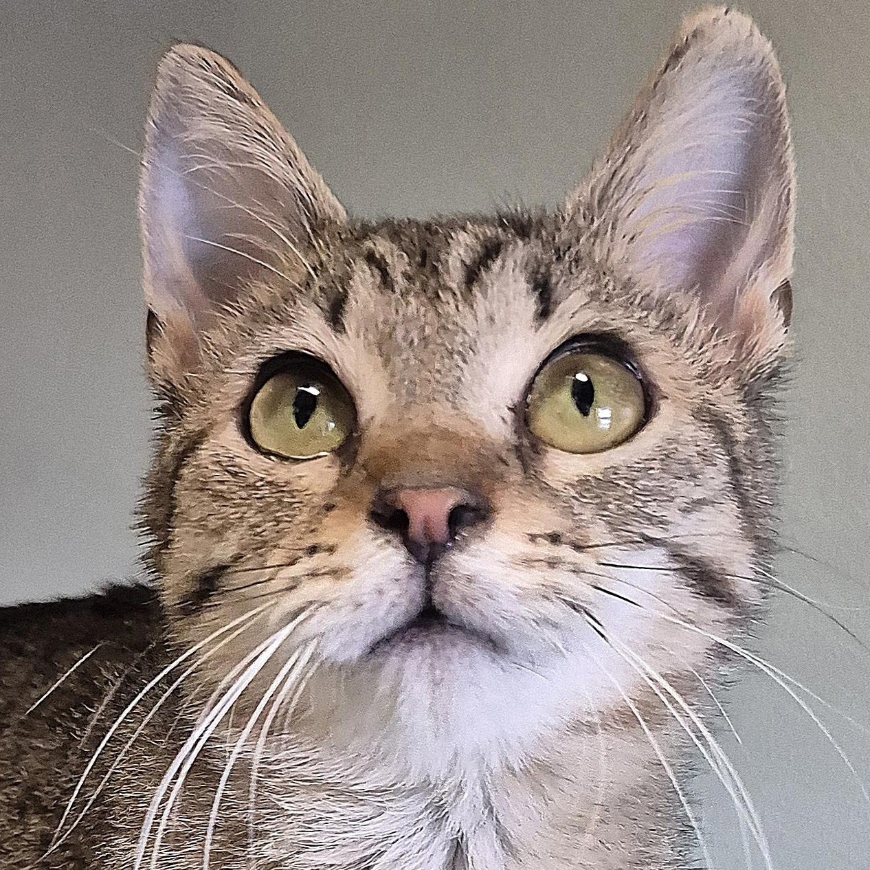 Enlarge Ellie, a ADOPTABLE Domestic Short Hair in Tioga, PA image 1/5